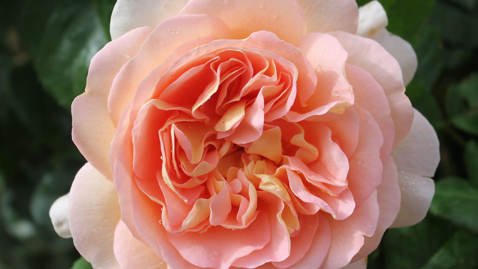 Rose Amélie Nothomb