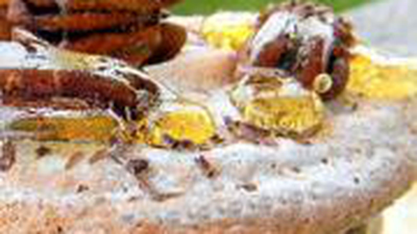Macarons crème de marron pécan chocolat