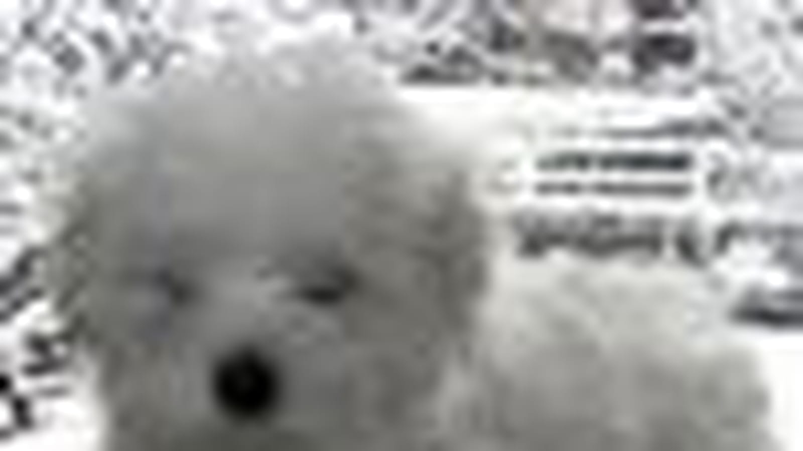 Le bichon maltais