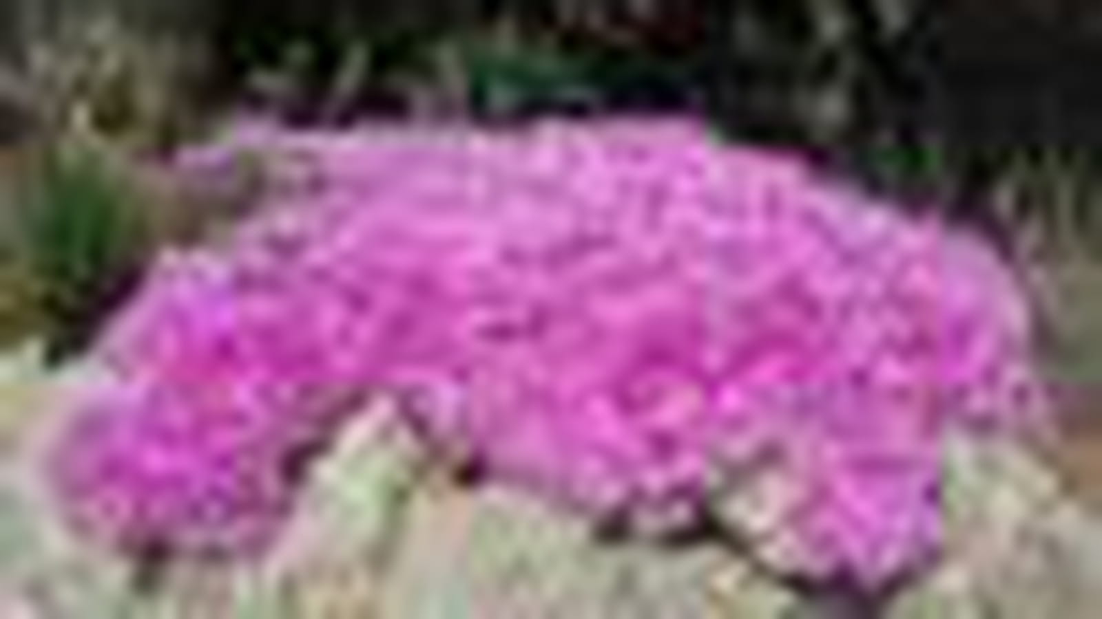 Lampranthus haworthii