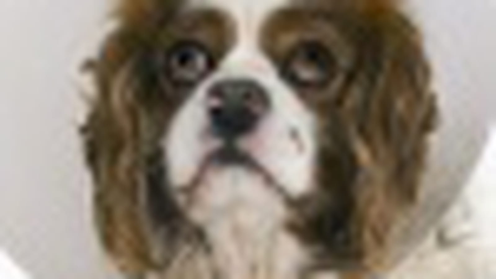 King charles