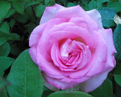 beverly sophie davant