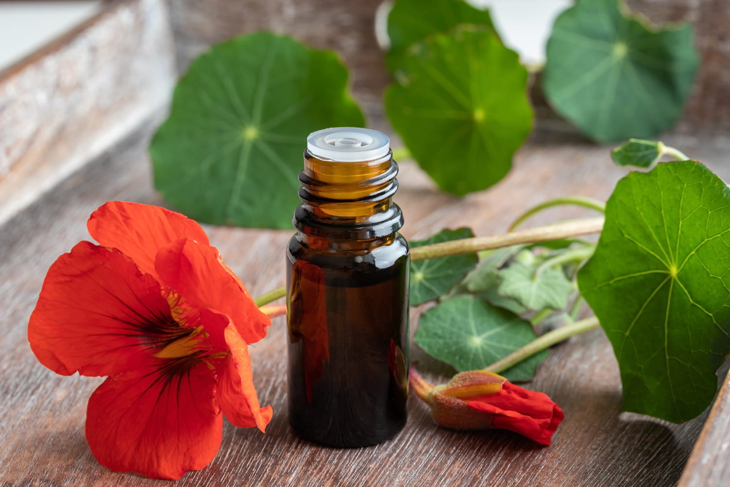 These 4 essential oils repel the tiger mosquito: he hates their odors