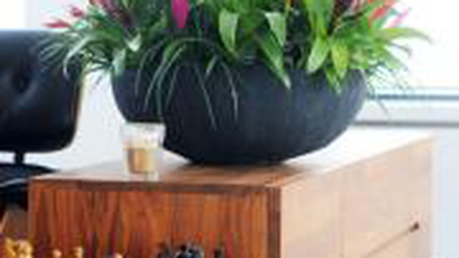 Le bromelia