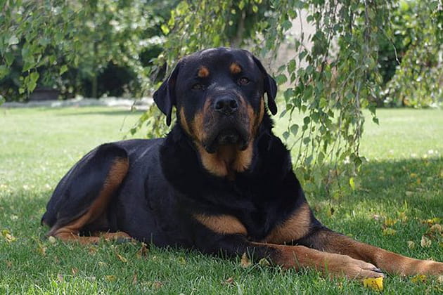 Gandhi, le seigneur des lieux en plein effort