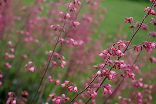 D&eacute;sespoir du peintre