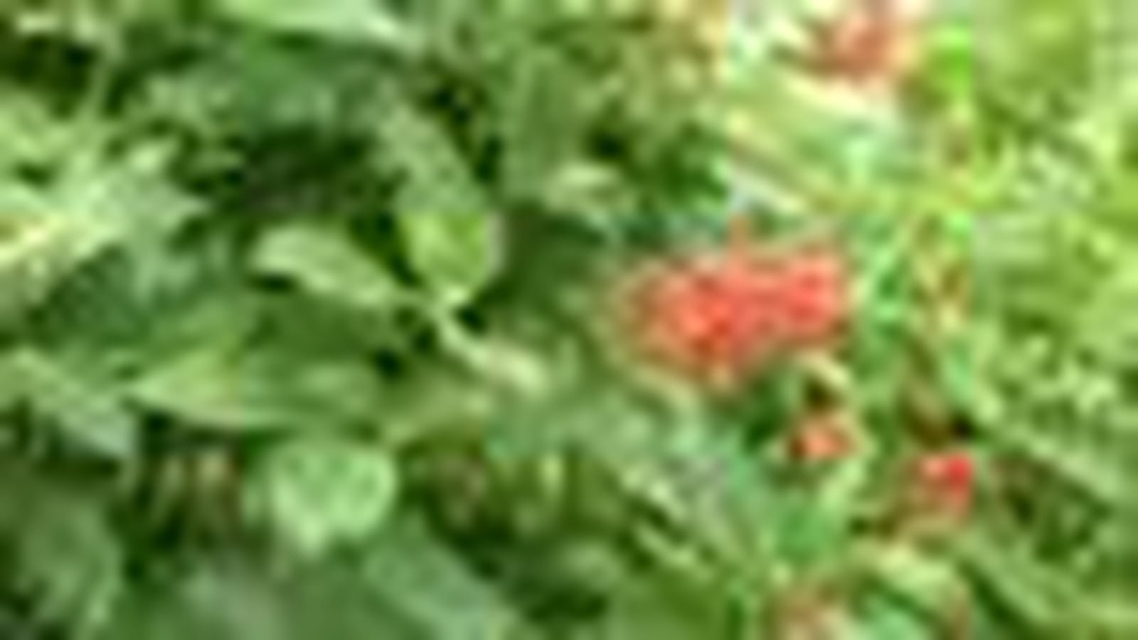Odontonema strictum
