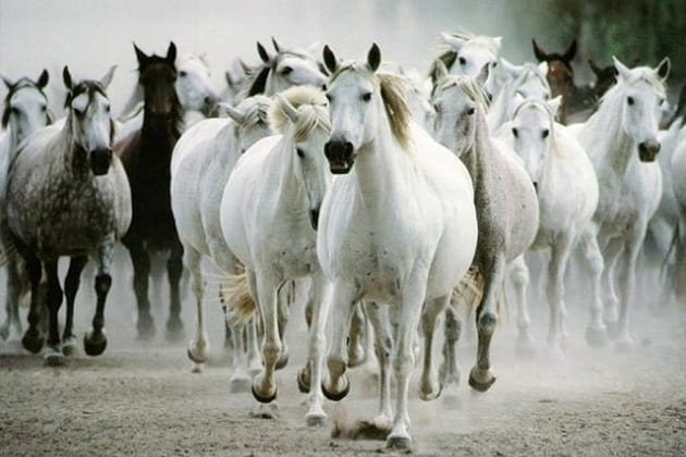 Sublimes chevaux