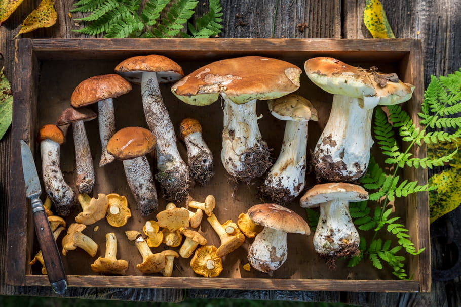 Connaître et reconnaître les champignons