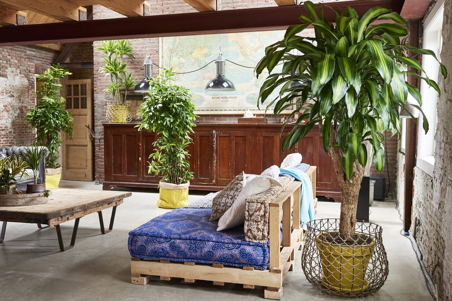 Maous costaud, le dracaena impose son style