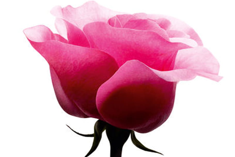 La rose Lancôme célèbre ses 40 ans