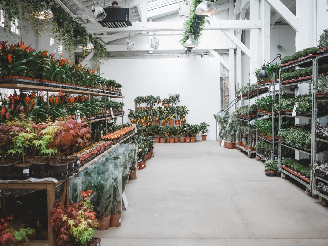 vente-de-plantes-maison-bouture