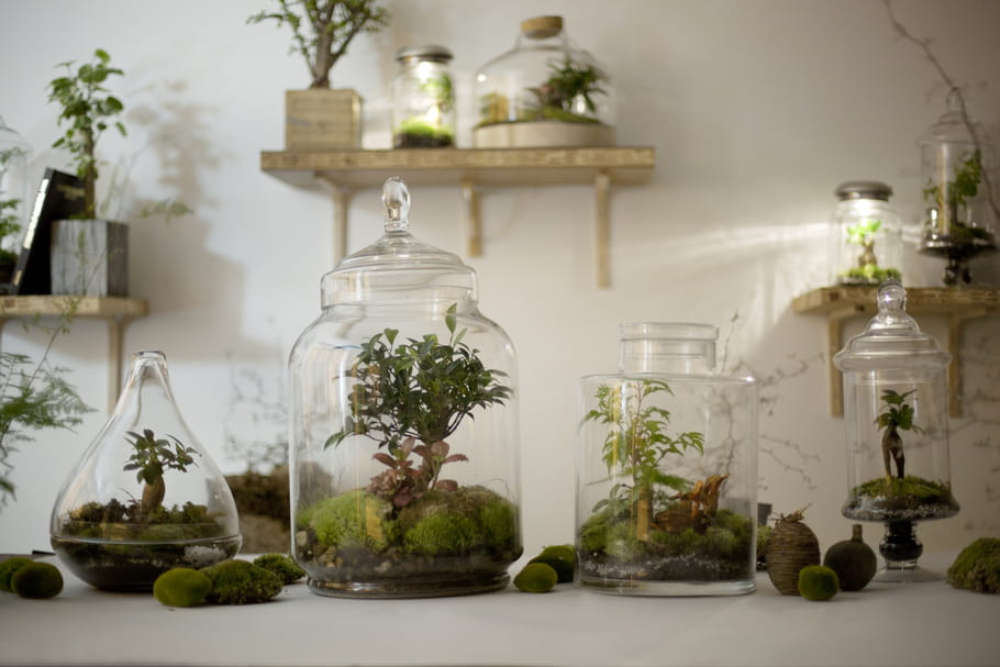 Concours Green Factory : un microcosme végétal Treeki à gagner