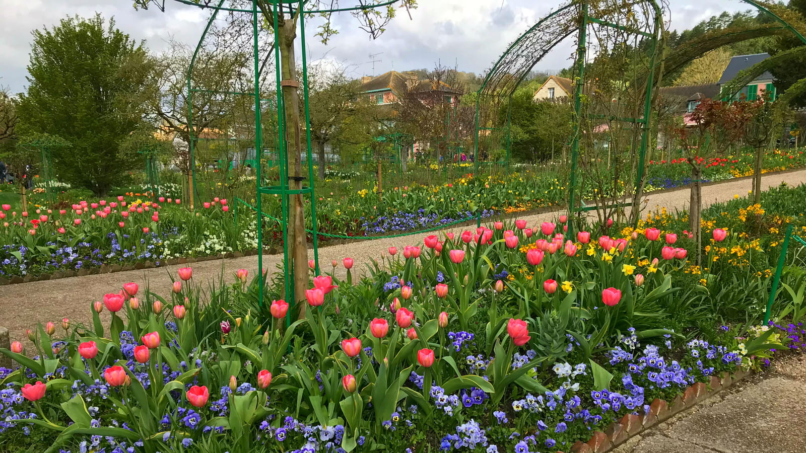 Tulipes et pensées