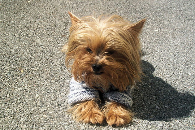 Caramel, l'&eacute;l&eacute;gant