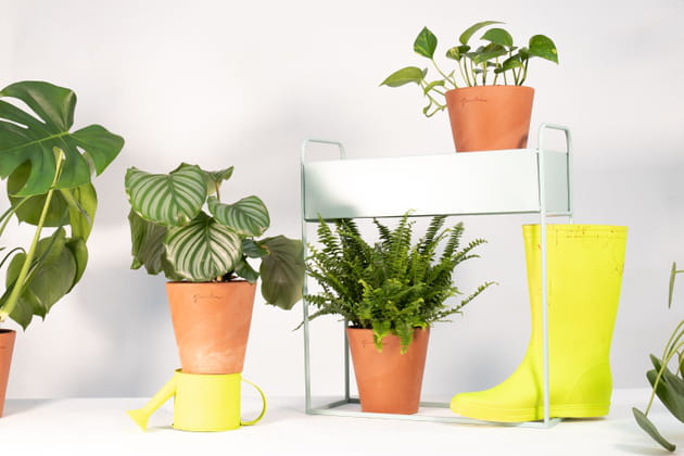 Un kit de plantes Canopée Merci Raymond