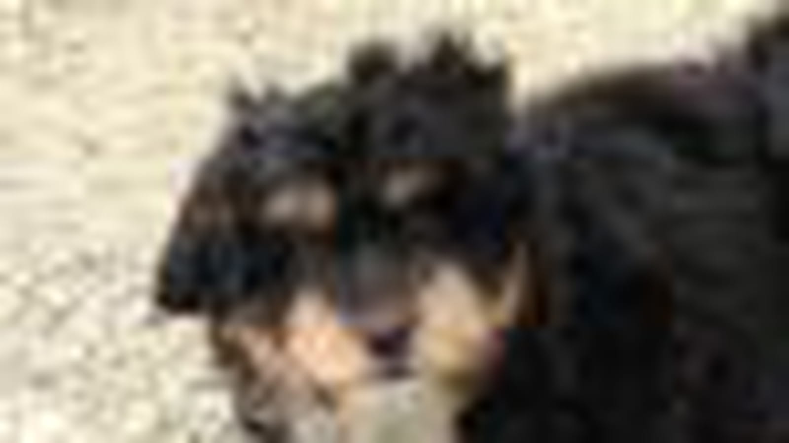 Benji