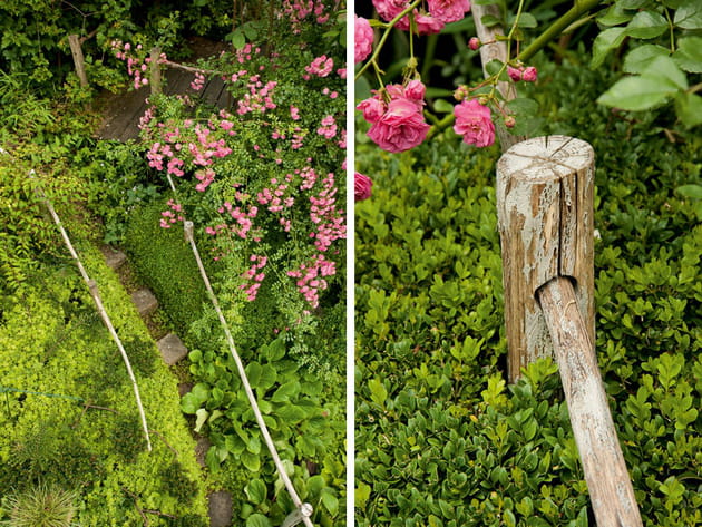 Un chemin entre buis et rosier