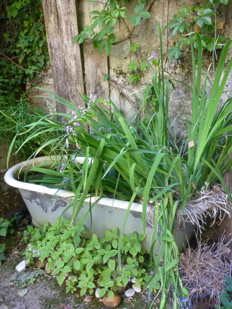 Une baignoire abandonnée mais pas délaissée