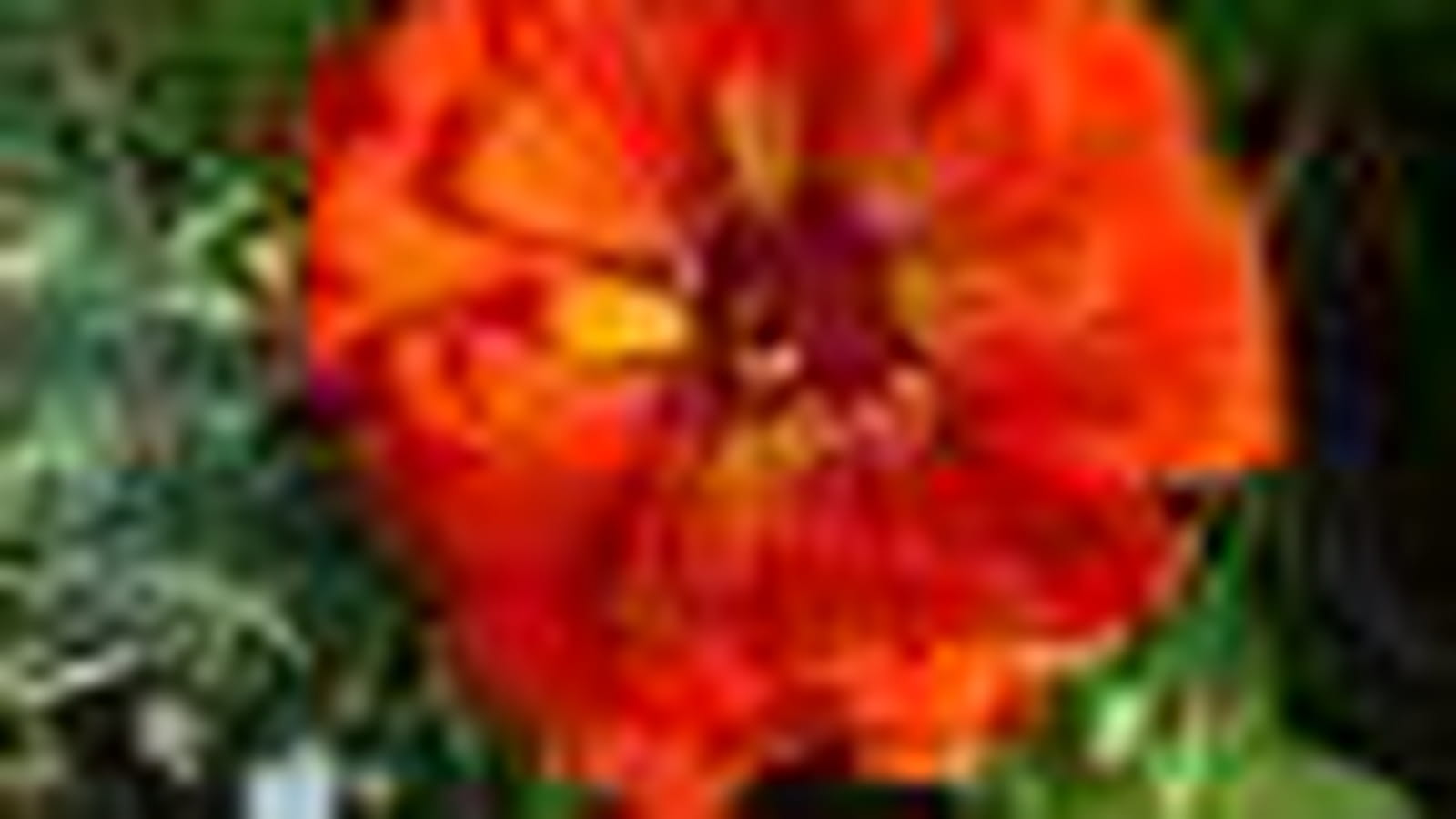 Zinnia