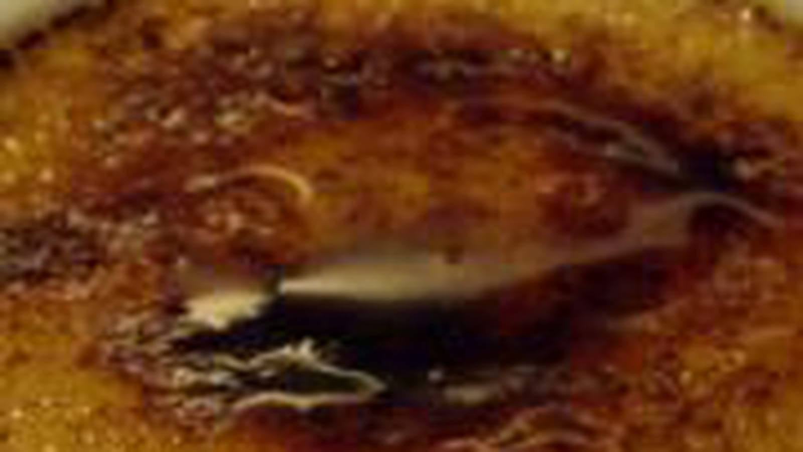 Crème brûlée orange cannelle