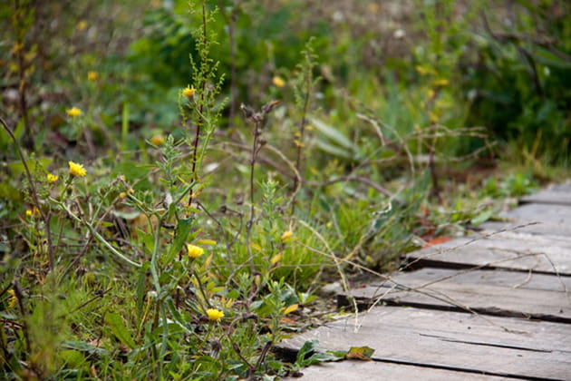 Un jardin &eacute;cologique
