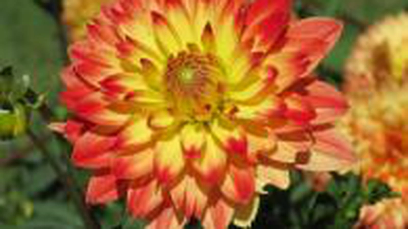 Dahlia jaune-orangé