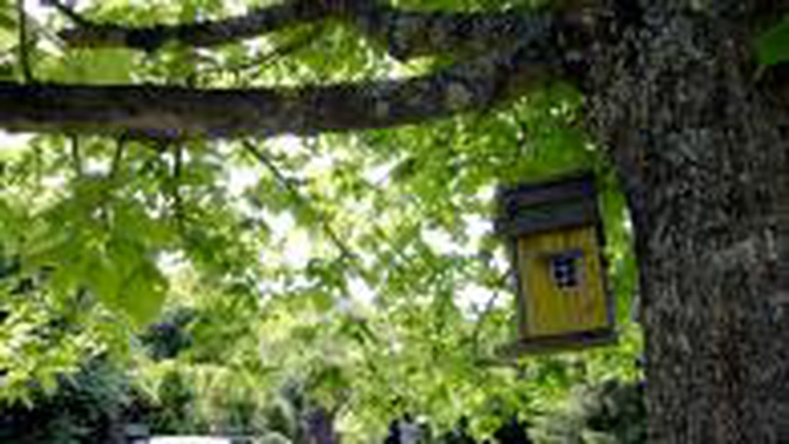 Sous un arbre
