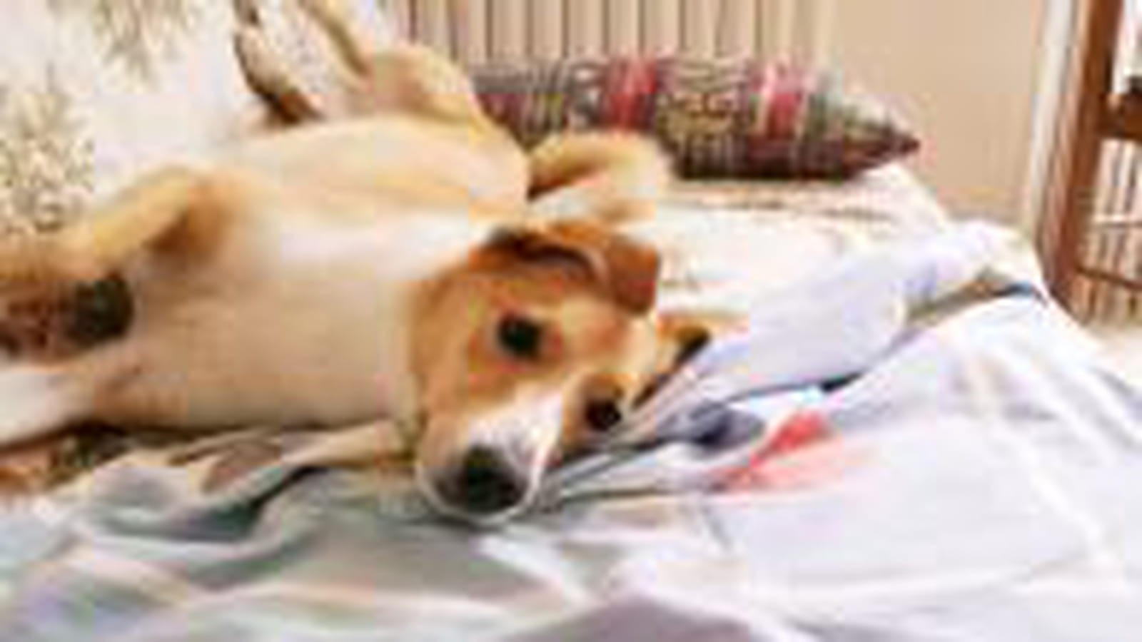 Chipie