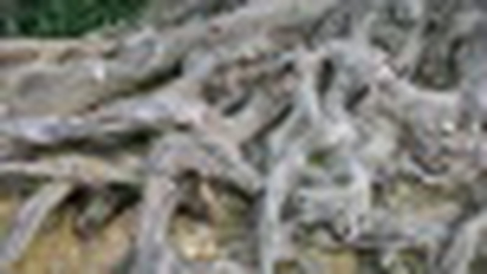 Arbre