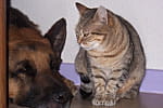 pictochien chat anne marie justice