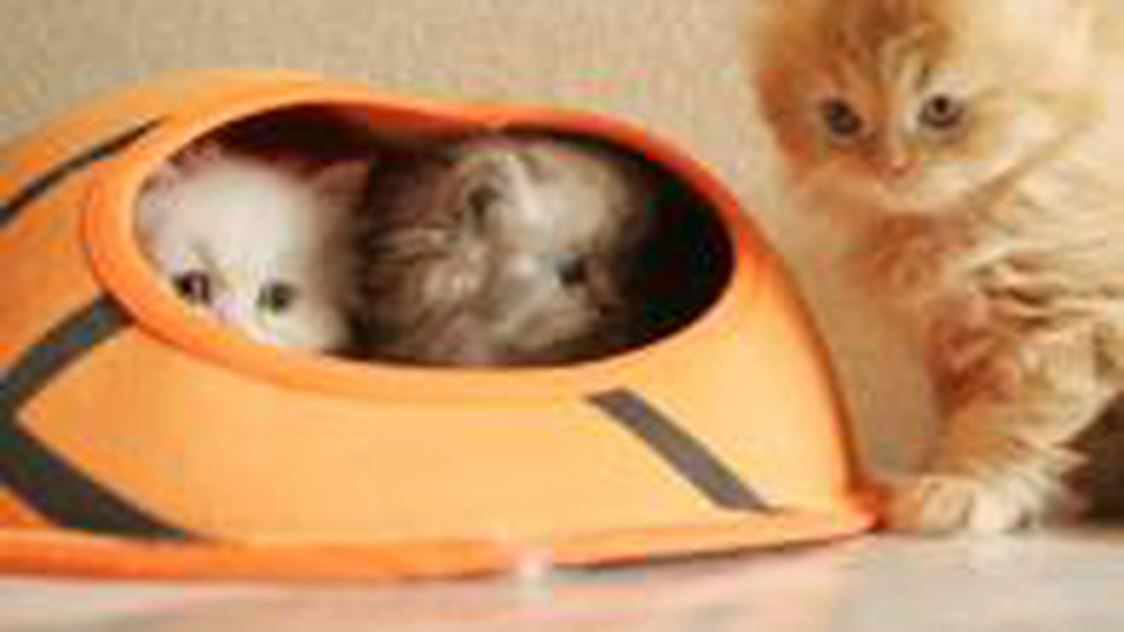 Cache-cache