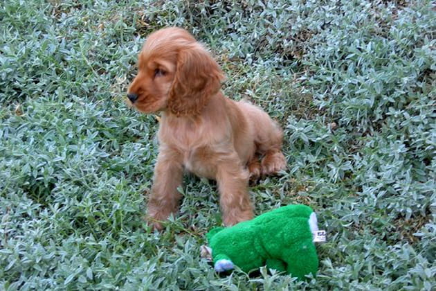 Un ours vert pour compagnon