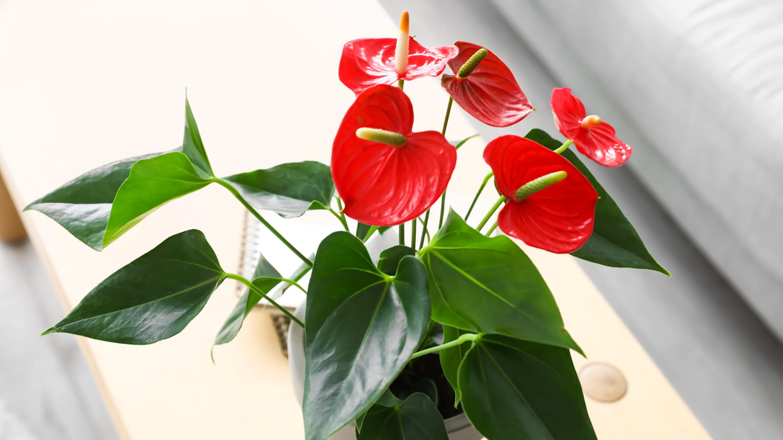 Anthurium