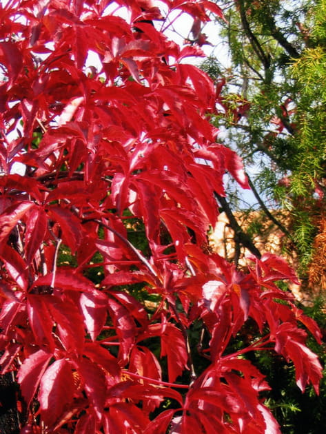 Des feuilles pourpres