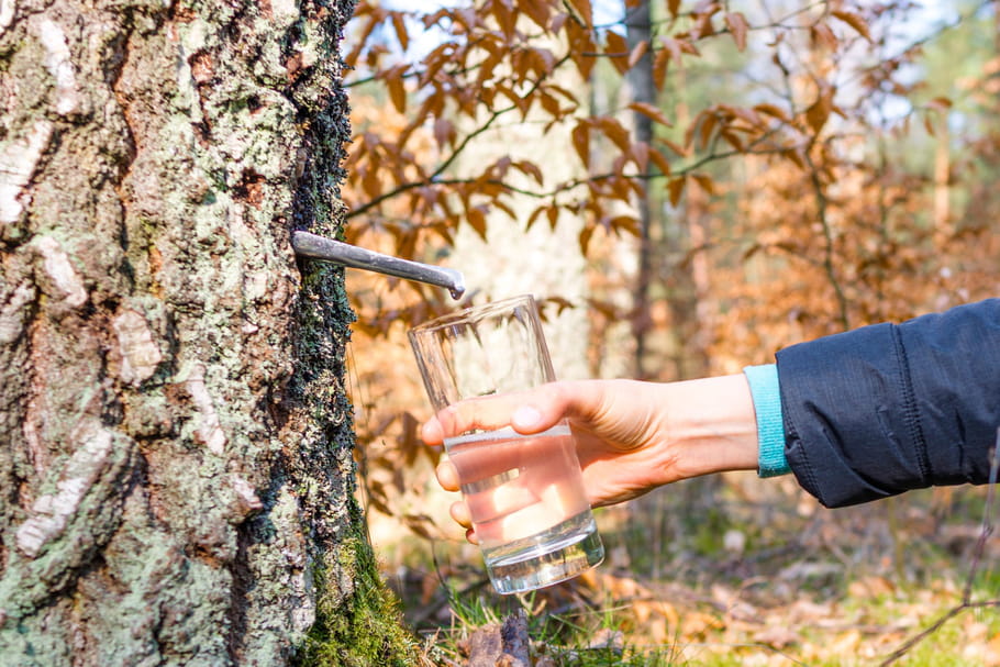 Cure de sève de bouleau : bienfaits, comment faire, combien de temps ?