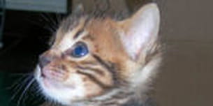 chaton bengal. 