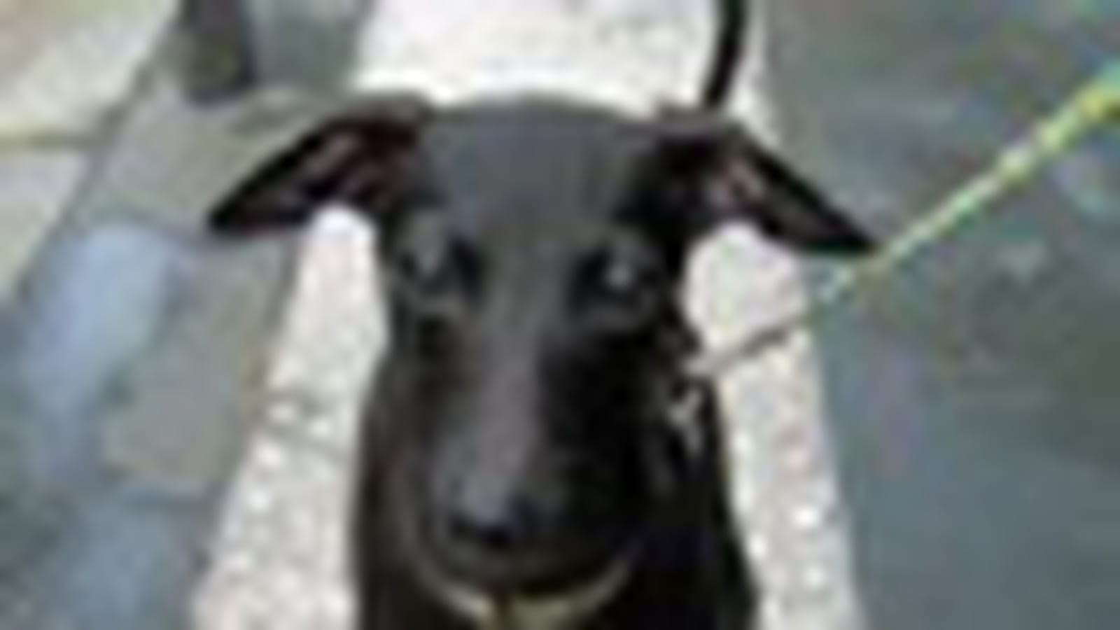 Whippet