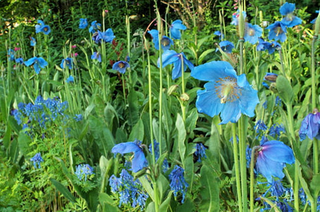 Pavot bleu de l’Himalaya