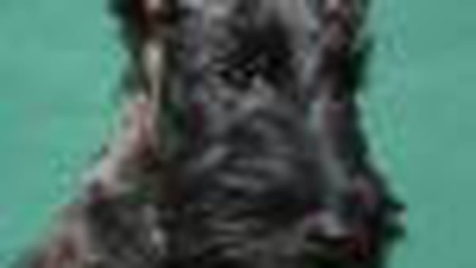 Le scottish terrier