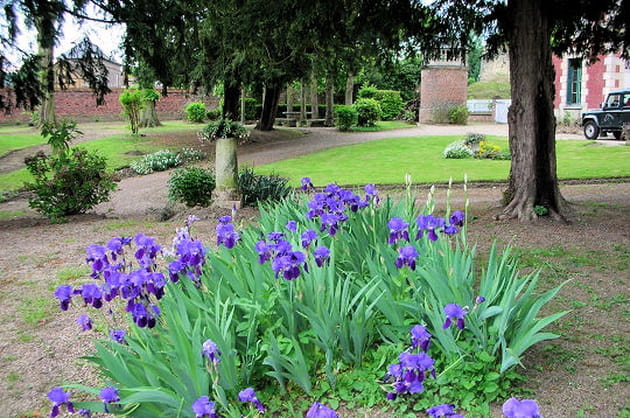 Un jardin d'iris