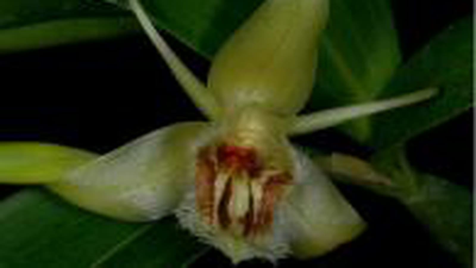 Coelogyne pallens