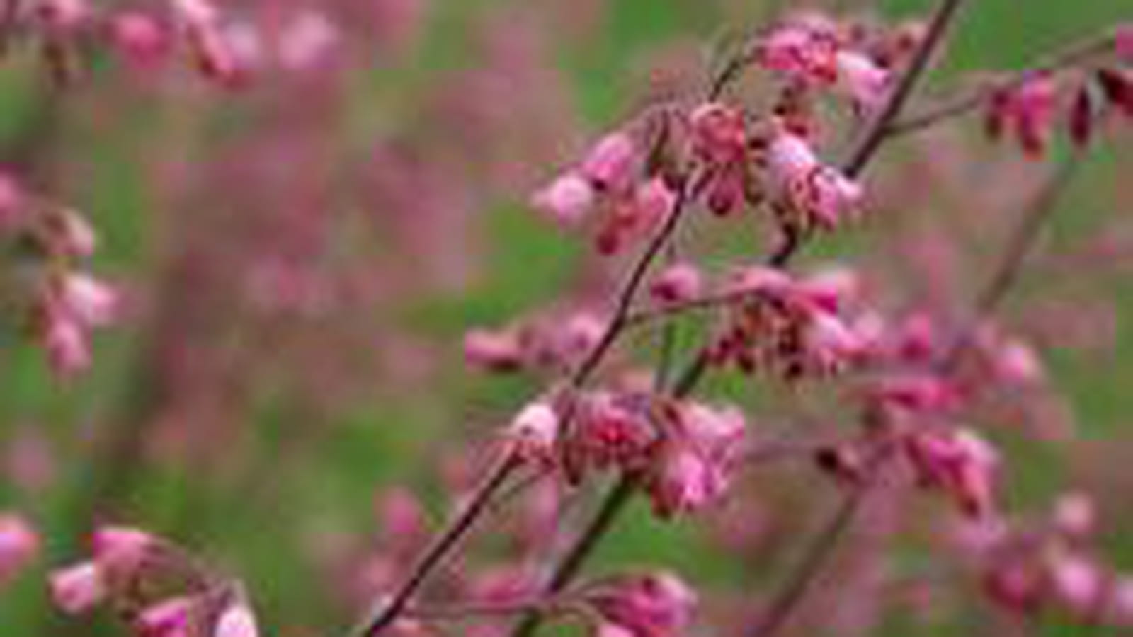 Heuchera