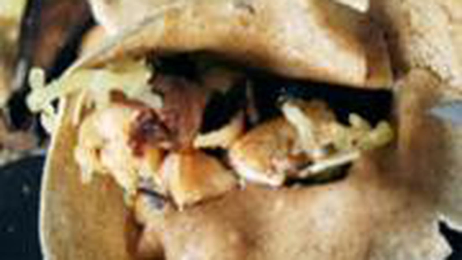 Crêpes façon forestières