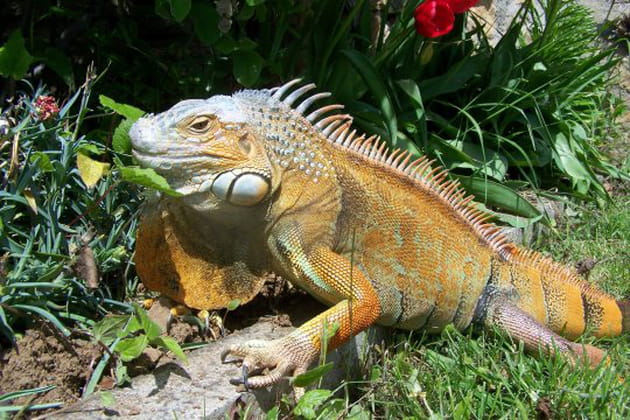 Ginger, un bel iguane