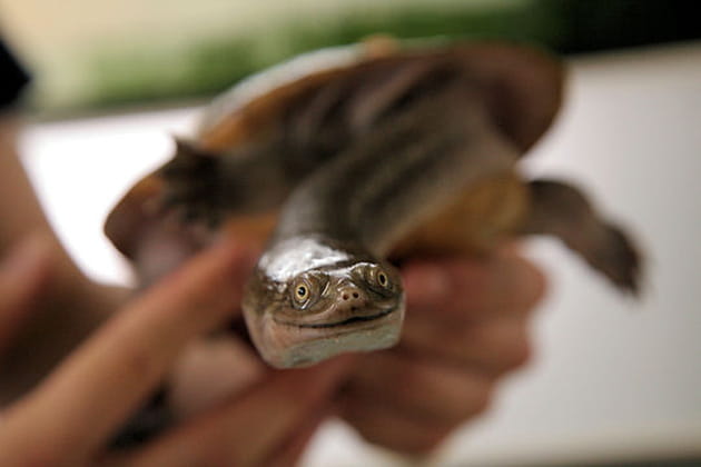 Un pr&eacute;dateur redoutable