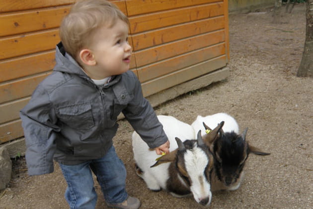 No&eacute; et les petites biquettes