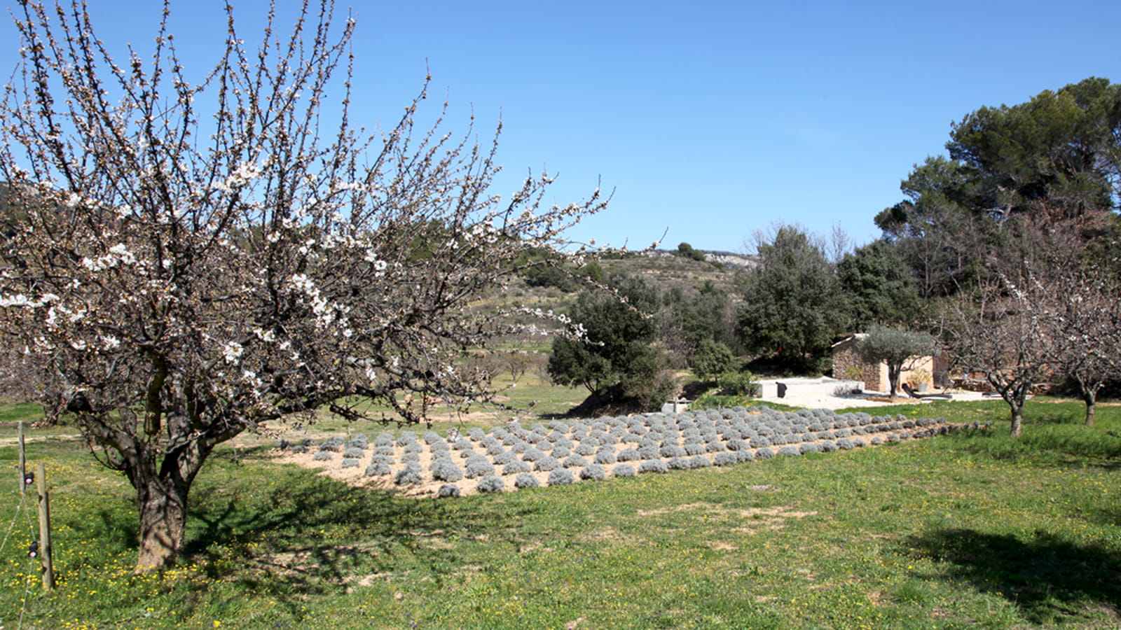 Jardin