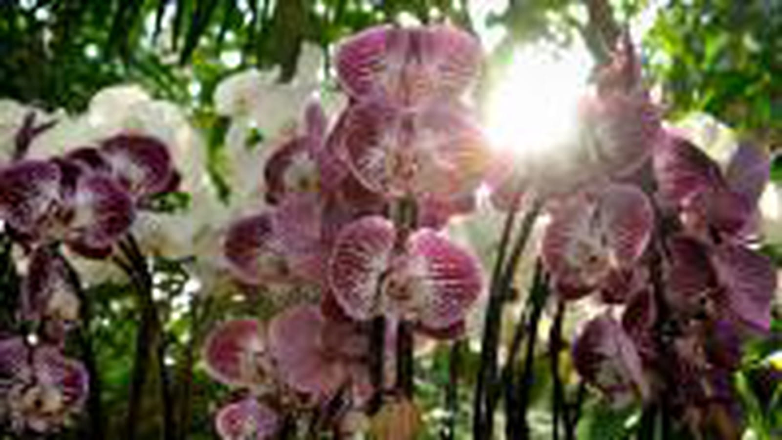 Pétales blanc et violet