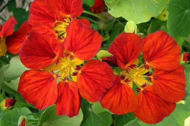 D&eacute;licieuse Capucine